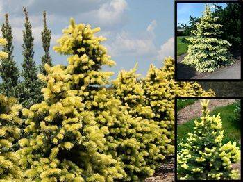 Ель колючая Maigold (Picea pungens ‘Maigold’)