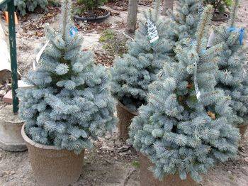 Ель колючая Royal Blue (Picea pungens ‘Royal Blue’)