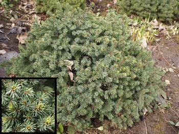 Ель канадская Echiniformis (Picea glauca Echiniformis)