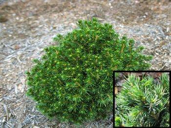 Ель обыкновенная Tompa (Picea abies Tompa)