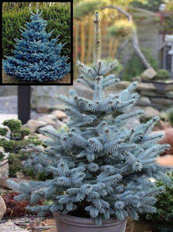 Ель колючая Blue Mountain (Picea pungens ‘Blue Mountain’)