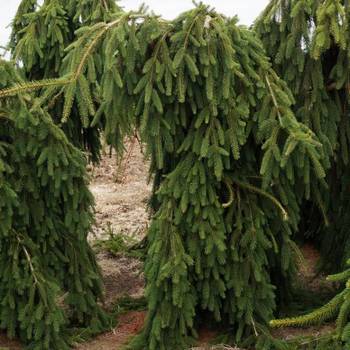 Ель обыкновенная Picea abies 'Frohburg'