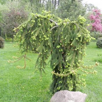 Ель обыкновенная Picea abies 'Inversa'