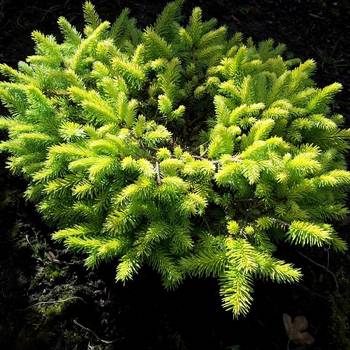 Ель обыкновенная Picea abies 'Vermont Gold'