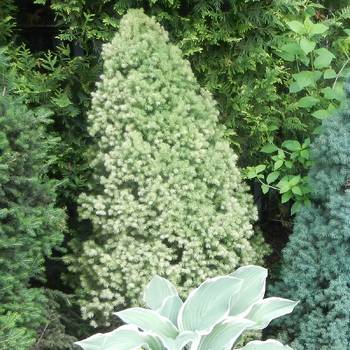 Ель канадская Picea glauca 'Daisy's White'