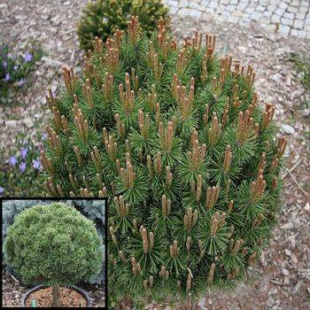 Сосна горная Litomysl (Pinus mugo Litomysl)