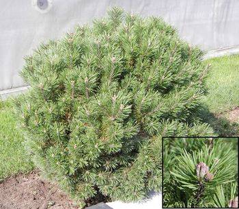 Сосна горная Mops (Pinus mugo Mops)