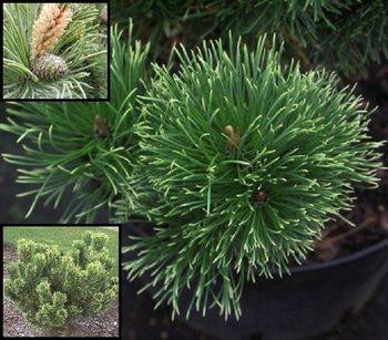Сосна горная Pal Maleter (Pinus mugo Pal Maleter)