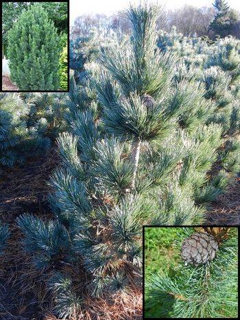 Сосна кедровая Glauca (Pinus cem. Glauca)