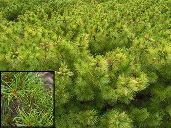 Сосна кедровая стланниковая Chlorocarpa (Pinus pumila Chlorocarpa)