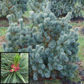 Сосна кедровая стланниковая Glauca (Pinus pumila Glauca)
