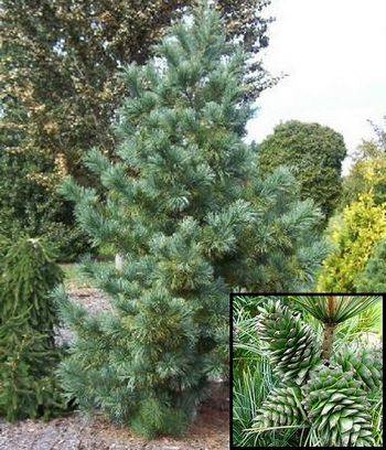 Сосна корейская Silveray (Pinus koraiensis Silveray)