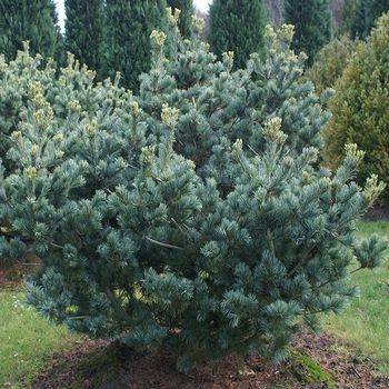 Сосна мелкоцветковая Glauca (Pinus parviflora Glauca)