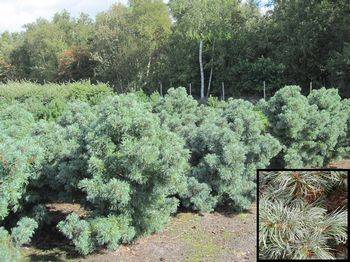 Сосна мелкоцветковая Schoon’s Bonsai (Pinus parviflora Schoon’s Bonsai)