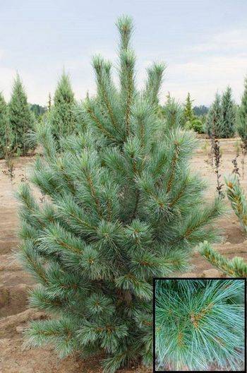 Сосна веймутова Fastigiata (Pinus strobus Fastigiata)