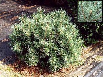 Сосна обыкновенная Argentea Compacta (Pinus sylvestris ‘Argentea Compacta’)