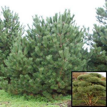 Сосна обыкновенная Norsky Typ (Pinus sylvestris Norsky Typ)