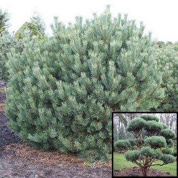Сосна обыкновенная Watereri (Pinus sylvestris Watereri)