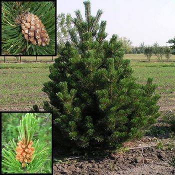 Сосна пиренейская (Pinus uncinata)