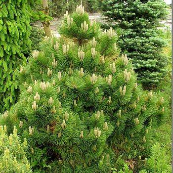 Сосна черная Hornibrookiana (Pinus nigra Hornibrookiana)
