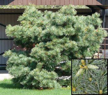 Сосна веймутова MACOPIN (Pinus strobus MACOPIN)