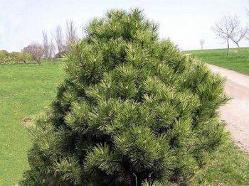 Сосна черная Nana (Pinus nigra Nana)