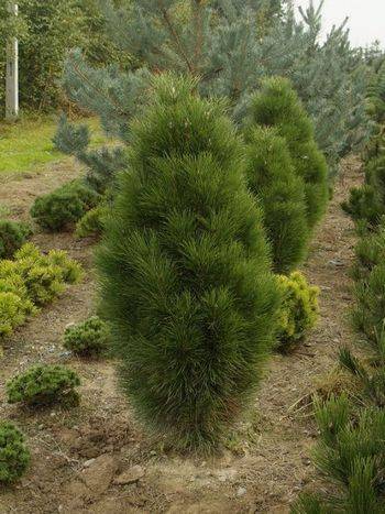 Сосна черная Pyramidalis (Pinus nigra Pyramidalis)