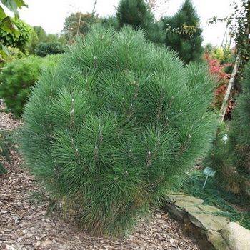Сосна черная Rondello (Pinus nigra ‘Rondello’)