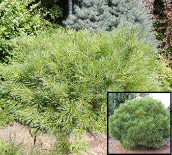 Сосна веймутова Minima (Pinus strobus Minima)