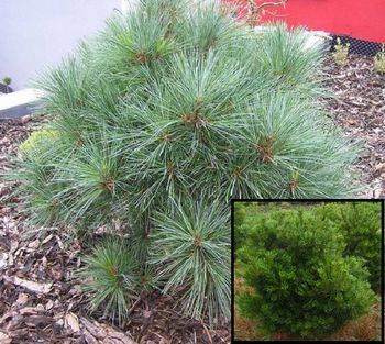 Сосна веймутова Radiata (Pinus strobus Radiata)