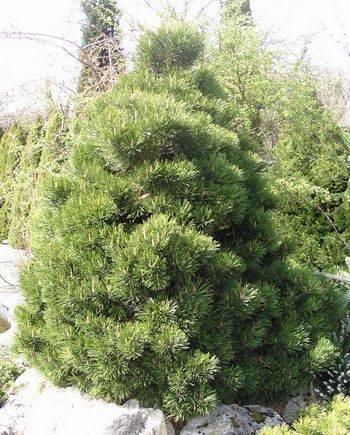 Сосна горная Gnom (Pinus mugo Gnom)