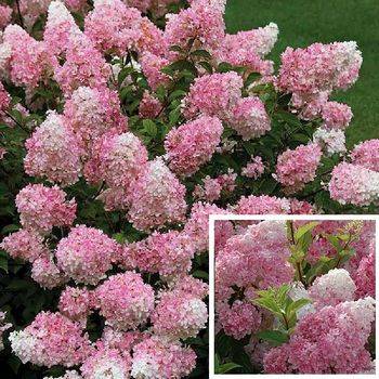 Гортензия метельчатая 'Touch of Pink®’ Hydrangea paniculata 'Touch of Pink®’