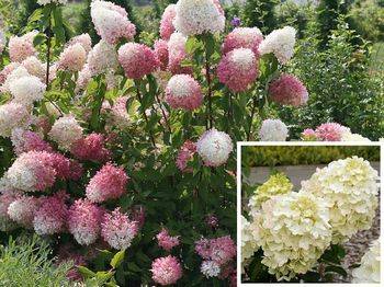 Гортензия метельчатая ‘Cotton Cream’® Hydrangea paniculata ‘Cotton Cream’®