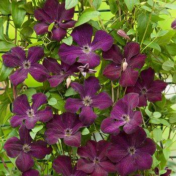 Клематис ‘Royal Velours’ (Clematis ‘Royal Velours’)
