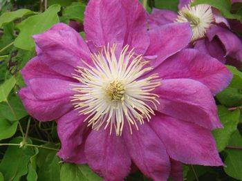 Клематис ‘Red Star’ (Clematis ‘Red Star’)