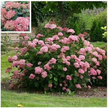 Гортензия древовидная ‘Pink Annabelle’ Hydrangea arborescens ‘Pink Annabellе’ (‘Invincibelle’)