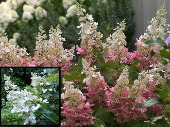 Гортензия метельчатая ‘Pinky Winky’ Hydrangea paniculata ‘Pinky Winky’