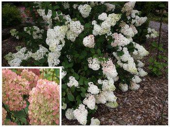 Гортензия метельчатая ‘Sundae Fraise’ Hydrangea paniculata ‘Sundae Fraise’
