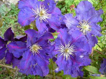 Клематис ‘Lady Betty Balfour’ (Clematis ‘Lady Betty Balfour’)