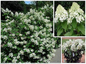 Гортензия метельчатая ‘White Diamond’ Hydrangea paniculata ‘White Diamond’