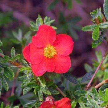 Лапчатка кустарниковая ‘Marian Red Robin’ (Potentillla fruticosa ‘Marian Red Robin’)