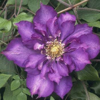 Клематис ‘Royalty’ (Clematis ‘Royalty’)