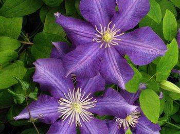 Клематис ‘Luther Burbank’ (Clematis ‘Luther Burbank’)
