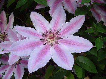 Клематис ‘Nelly Moser’ (Clematis ‘Nelly Moser’)