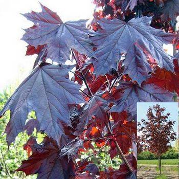 Клен остролистный ‘Royal Red’ (Acer plat. ‘Royal Red’)