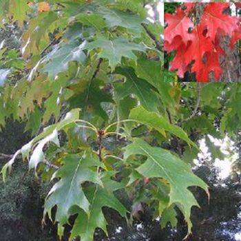 Дуб краснный (Quercus rubra)