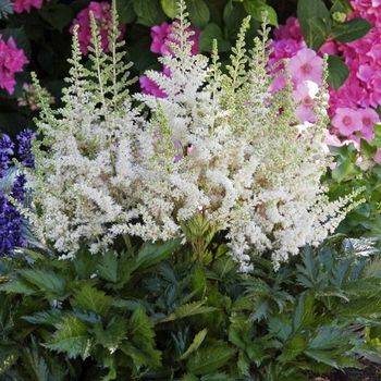 Астильба Astilbe chinensis ‘Vision in White’