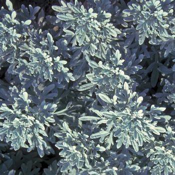 Полынь Artemisia stelleriana ‘Silver Brocade’