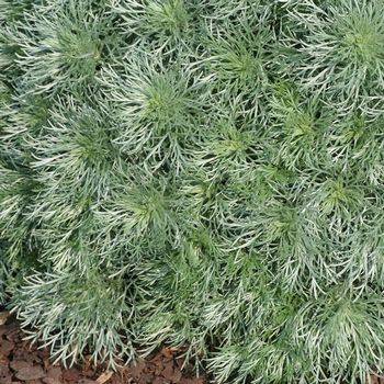Полынь Artemisia schmidtiana ‘Silver Mound’