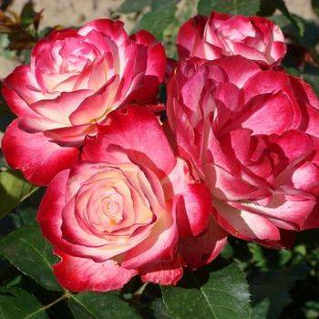 Роза флорибунда ‘Jubile du Prince de Monaco’